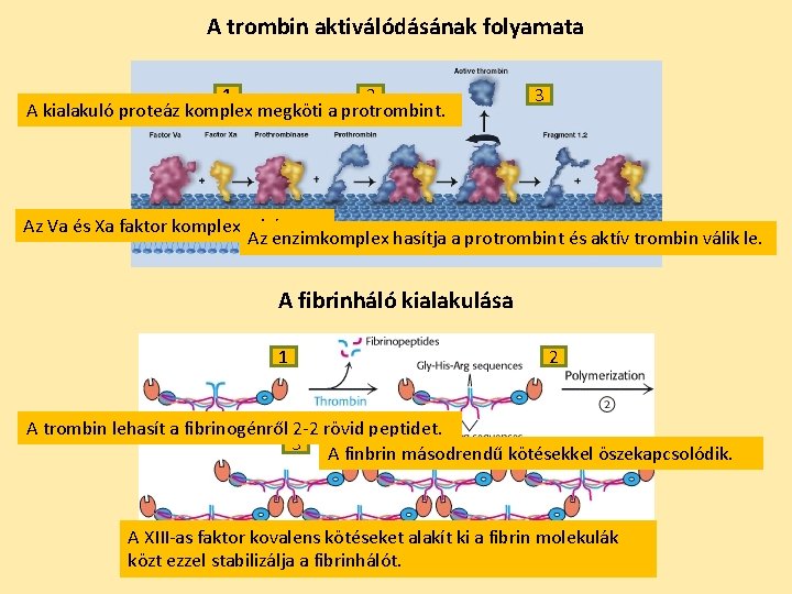 A trombin aktiválódásának folyamata 1 2 A kialakuló proteáz komplex megköti a protrombint. 3