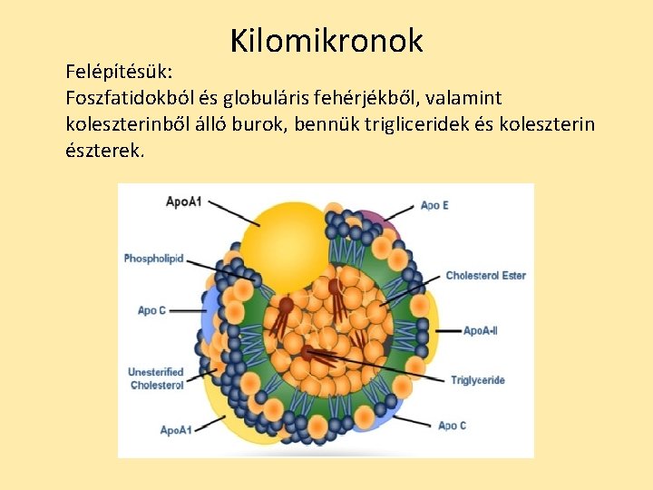 Kilomikronok Felépítésük: Foszfatidokból és globuláris fehérjékből, valamint koleszterinből álló burok, bennük trigliceridek és koleszterin