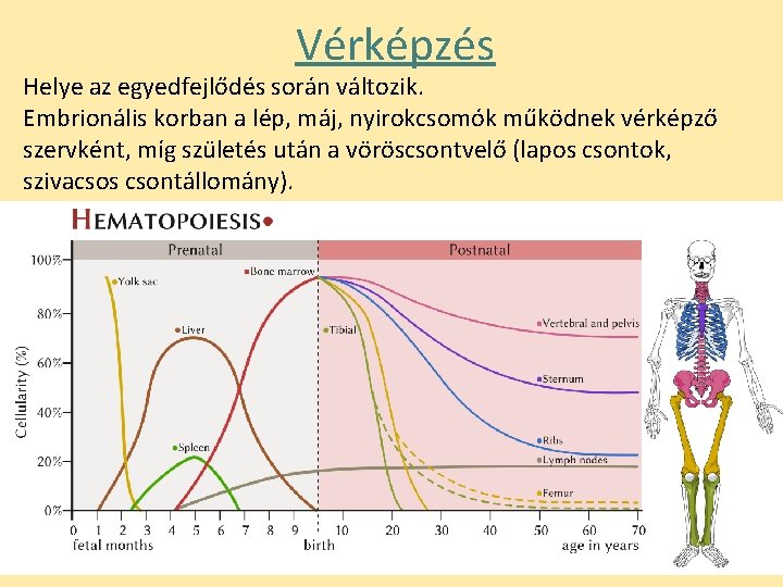 Vérképzés Helye az egyedfejlődés során változik. Embrionális korban a lép, máj, nyirokcsomók működnek vérképző