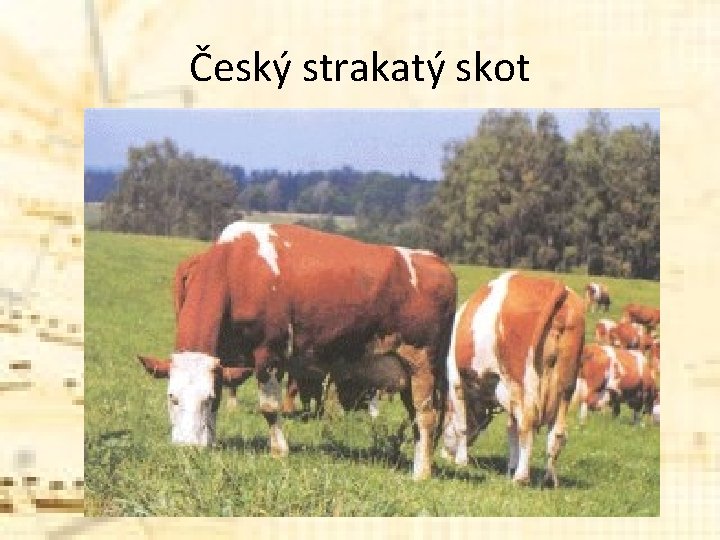 Český strakatý skot Český strakatý skot