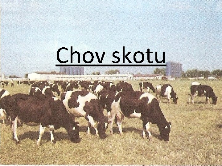 Chov skotu Chov skotu