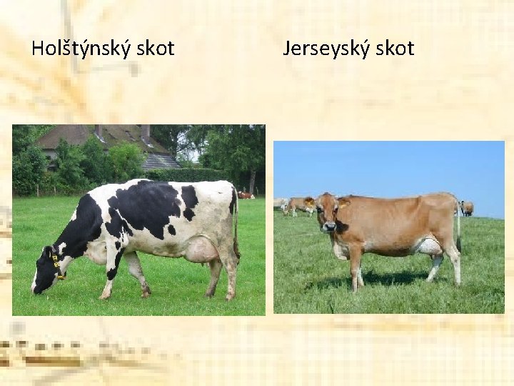 Holštýnský skot Jerseyský skot Holštýnský skot Jerseyský skot