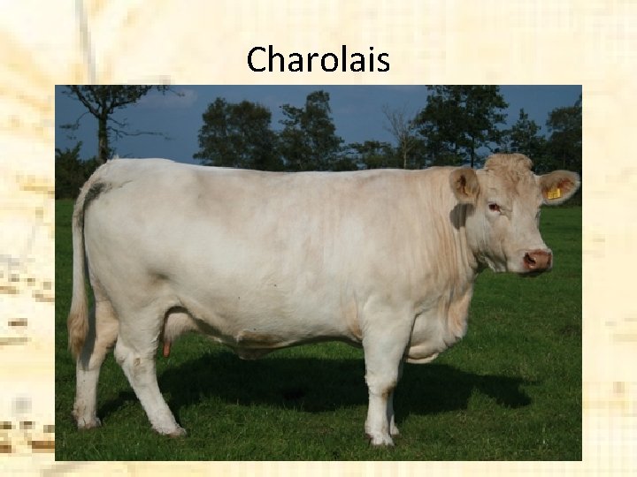 Charolais Charolais