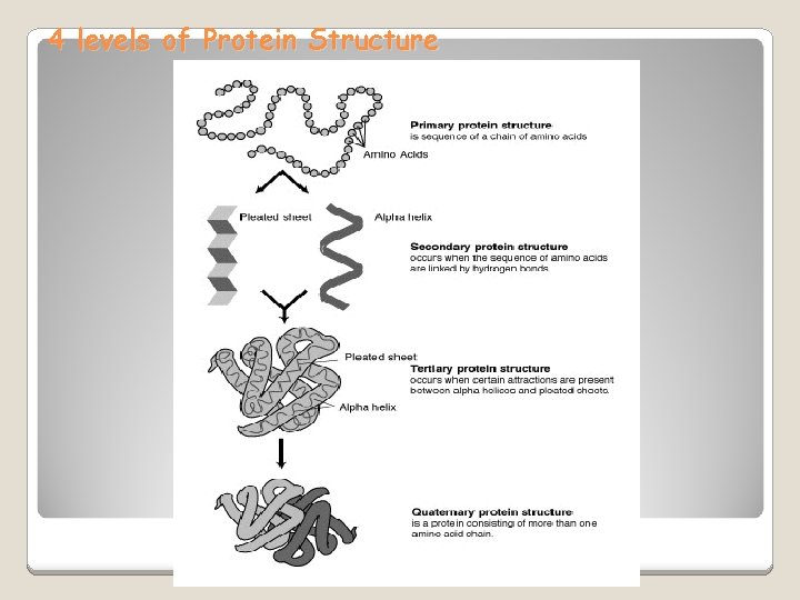 4 levels of Protein Structure 