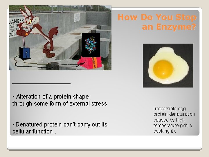 How Do You Stop an Enzyme? ________ • Alteration of a protein shape through