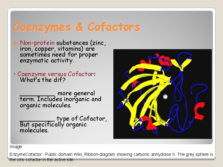 Coenzymes & Cofactors Non-protein substances (zinc, iron, copper, vitamins) are sometimes need for proper