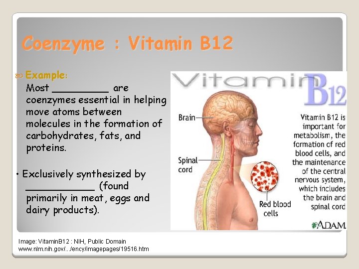 Coenzyme : Vitamin B 12 Example: Most _____ are coenzymes essential in helping move