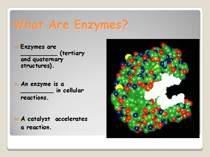 What Are Enzymes? Enzymes are _____ (tertiary and quaternary structures). An enzyme is a