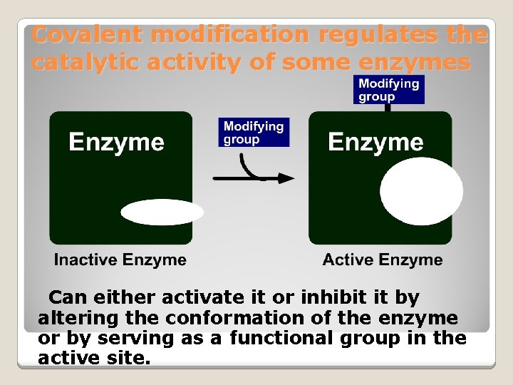 Covalent modification regulates the catalytic activity of some enzymes Can either activate it or