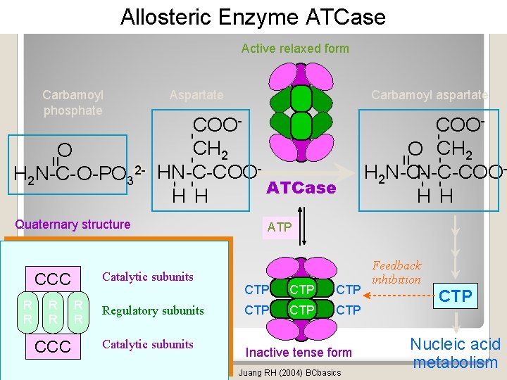 Allosteric Enzyme ATCase Active relaxed form Catalytic subunits R R CCC R R Regulatory