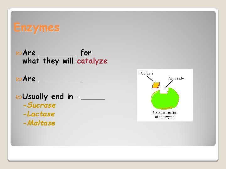 Enzymes Are ____ for what they will catalyze Are _____ Usually end in -_____