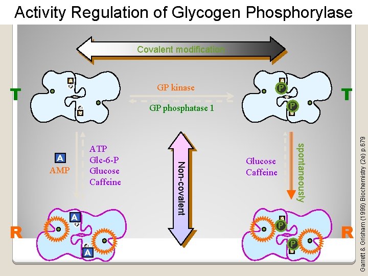 Activity Regulation of Glycogen Phosphorylase Covalent modification A P AA spontaneously AMP Non-covalent A