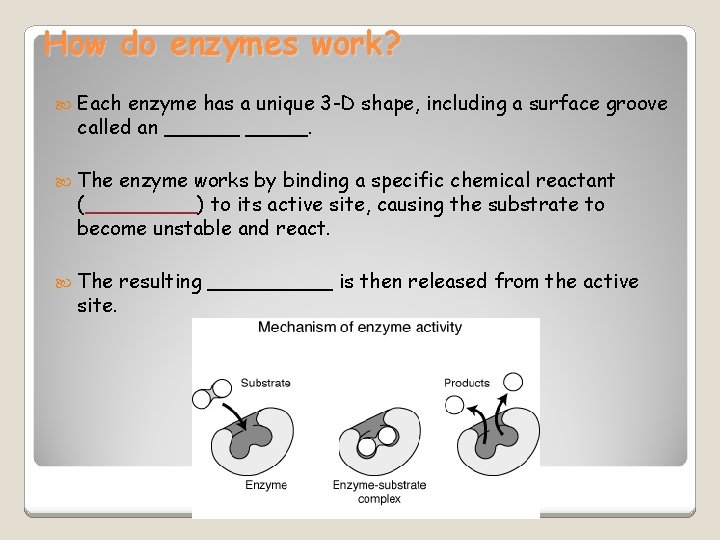 How do enzymes work? Each enzyme has a unique 3 -D shape, including a