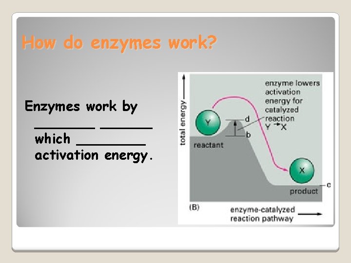 How do enzymes work? Enzymes work by _______ which ____ activation energy. 