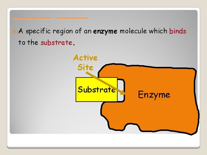 ______ A specific region of an enzyme molecule which binds to the substrate. Active