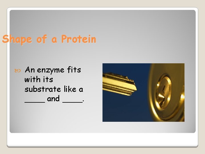 Shape of a Protein An enzyme fits with its substrate like a ____ and