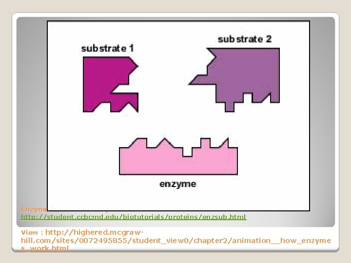 Enzyme. Animation : Gary E. Kaiser http: //student. ccbcmd. edu/biotutorials/proteins/enzsub. html View : http: