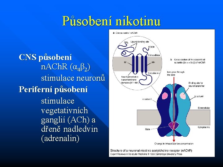 Působení nikotinu CNS působení n. ACh. R (α 4β 2) stimulace neuronů Periferní působení