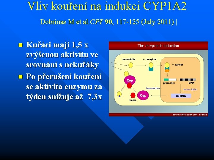 Vliv kouření na indukci CYP 1 A 2 Dobrinas M et al. CPT 90,