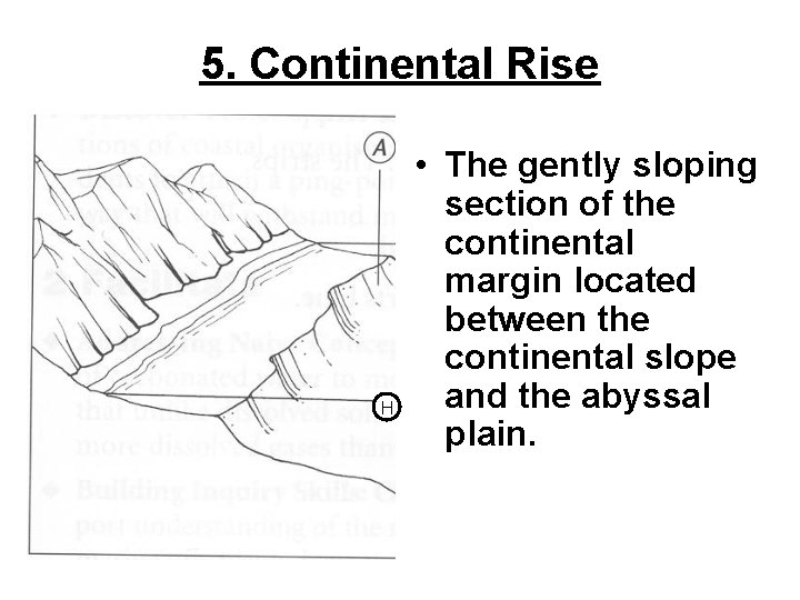 5. Continental Rise H • The gently sloping section of the continental margin located