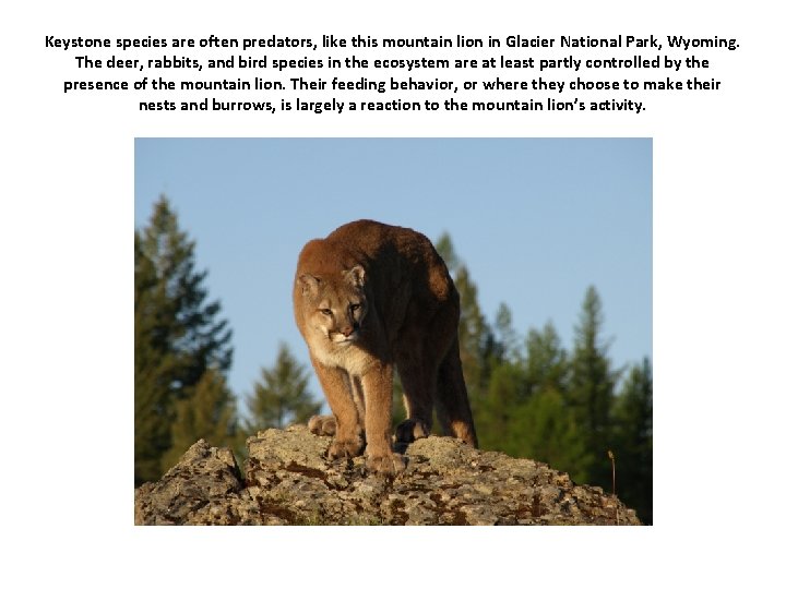 Keystone species are often predators, like this mountain lion in Glacier National Park, Wyoming.