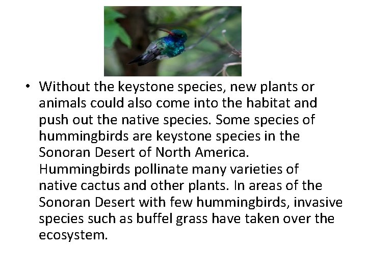  • Without the keystone species, new plants or animals could also come into