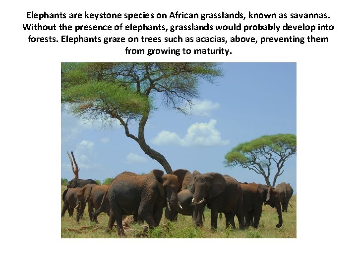Elephants are keystone species on African grasslands, known as savannas. Without the presence of