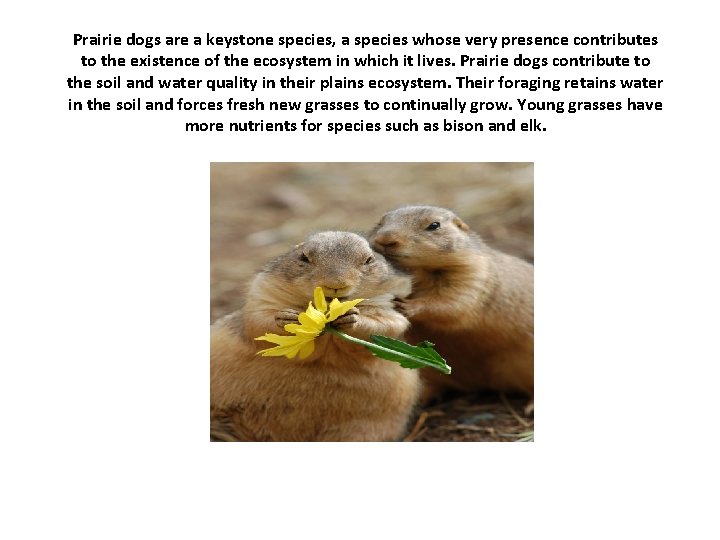 Prairie dogs are a keystone species, a species whose very presence contributes to the