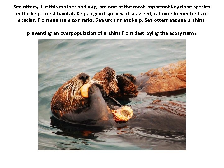 Sea otters, like this mother and pup, are one of the most important keystone