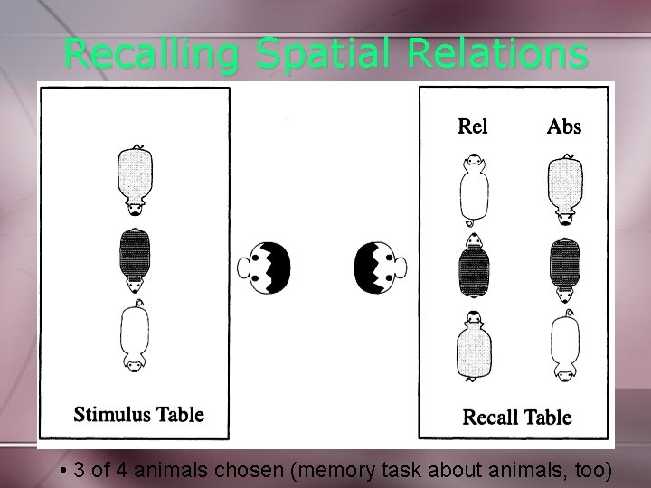 Recalling Spatial Relations • 3 of 4 animals chosen (memory task about animals, too)