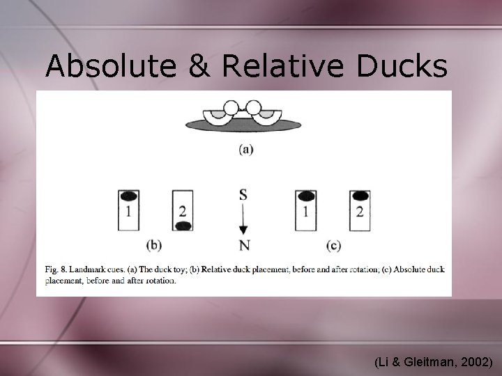 Absolute & Relative Ducks (Li & Gleitman, 2002) 