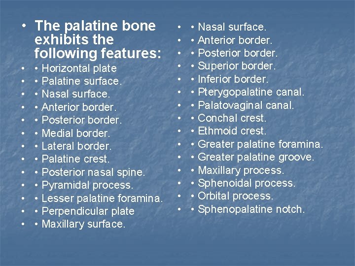  • The palatine bone exhibits the following features: • • • • Horizontal