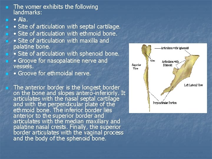 n n n n n The vomer exhibits the following landmarks: • Ala. •