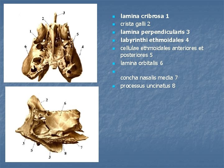 n n n lamina cribrosa 1 crista galli 2 lamina perpendicularis 3 labyrinthi ethmoidales