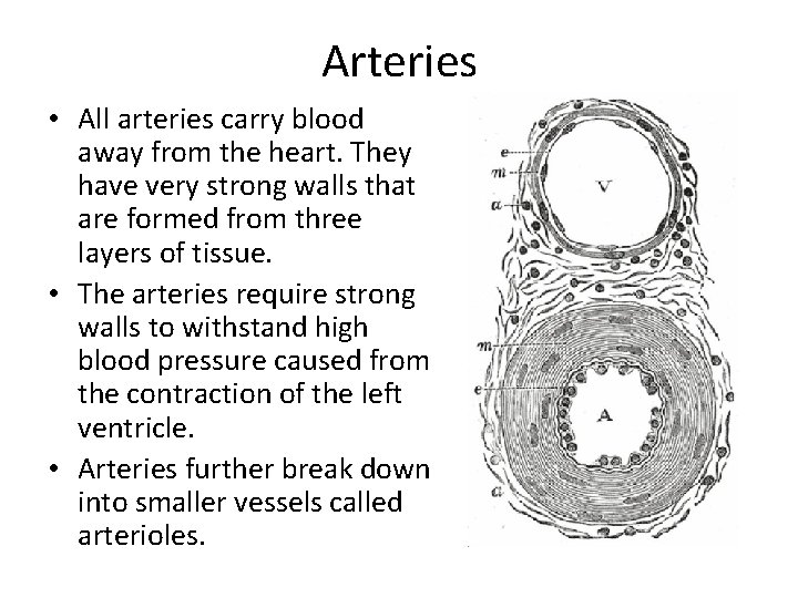 Arteries • All arteries carry blood away from the heart. They have very strong