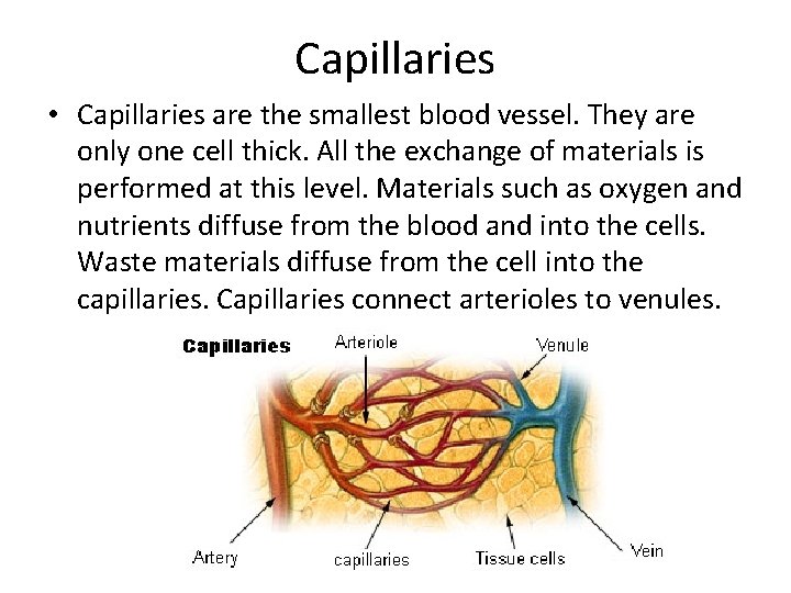 Capillaries • Capillaries are the smallest blood vessel. They are only one cell thick.