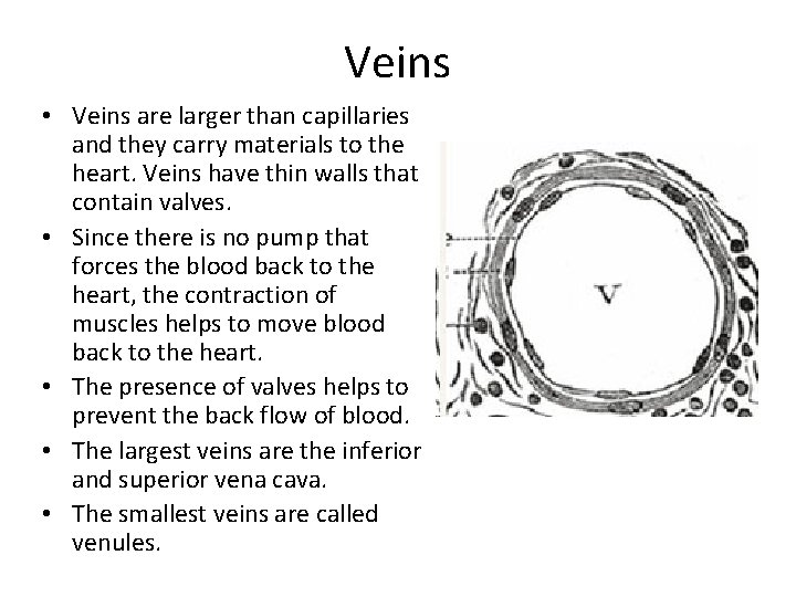 Veins • Veins are larger than capillaries and they carry materials to the heart.