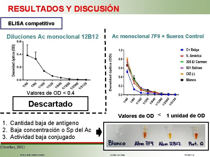 RESULTADOS Y DISCUSIÓN ELISA competitivo Diluciones Ac monoclonal 12 B 12 Ac monoclonal 7