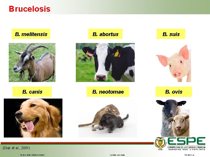 Brucelosis B. melitensis B. canis B. abortus B. neotomae B. suis B. ovis (Diaz