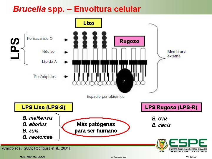 Brucella spp. – Envoltura celular LPS Liso Rugoso LPS Liso (LPS-S) B. melitensis B.