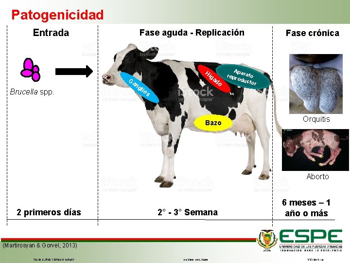 Patogenicidad Entrada Brucella spp. Fase aguda - Replicación Hí Ga ng ga d o