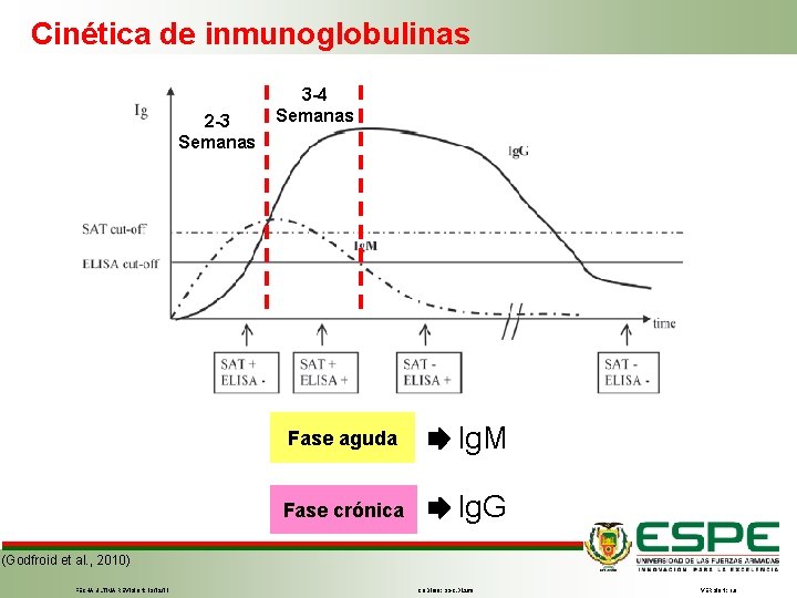 Cinética de inmunoglobulinas 2 -3 Semanas 3 -4 Semanas Fase aguda Ig. M Fase