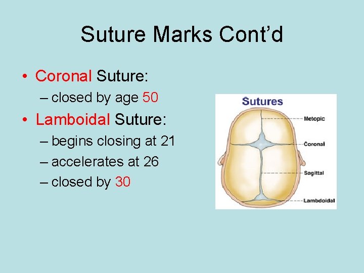 Suture Marks Cont’d • Coronal Suture: – closed by age 50 • Lamboidal Suture: