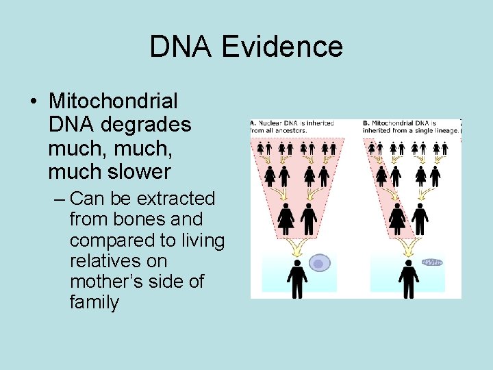 DNA Evidence • Mitochondrial DNA degrades much, much slower – Can be extracted from