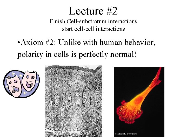 Lecture #2 Finish Cell-substratum interactions start cell-cell interactions • Axiom #2: Unlike with human