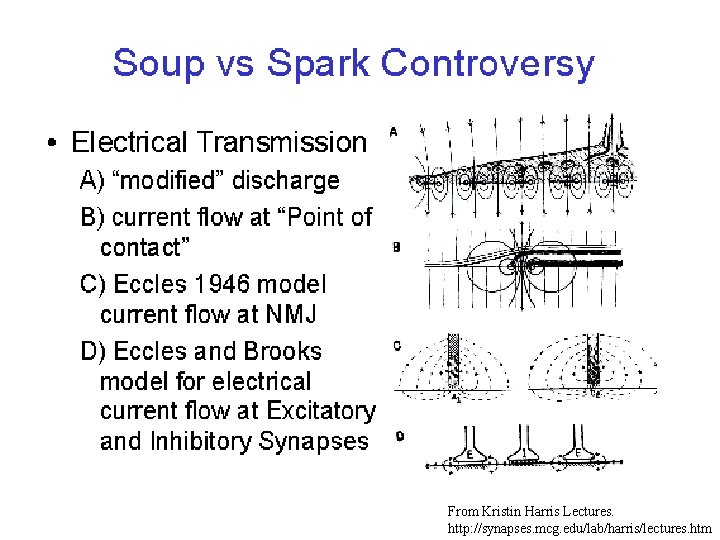 From Kristin Harris Lectures. http: //synapses. mcg. edu/lab/harris/lectures. htm 