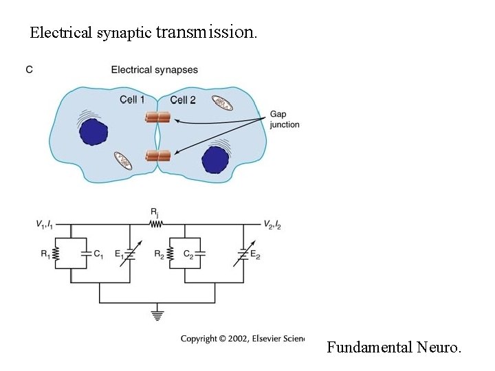 Electrical synaptic transmission. Fundamental Neuro. 