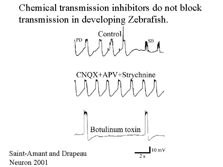 Chemical transmission inhibitors do not block transmission in developing Zebrafish. Saint-Amant and Drapeau Neuron