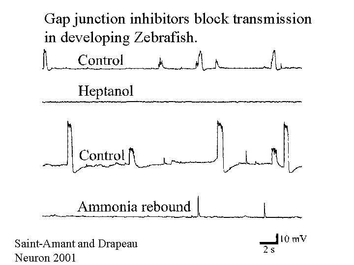 Gap junction inhibitors block transmission in developing Zebrafish. Saint-Amant and Drapeau Neuron 2001 