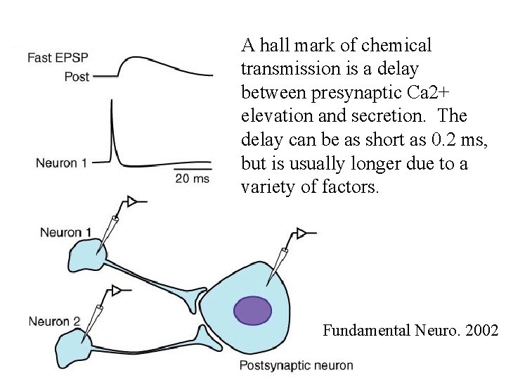 A hall mark of chemical transmission is a delay between presynaptic Ca 2+ elevation